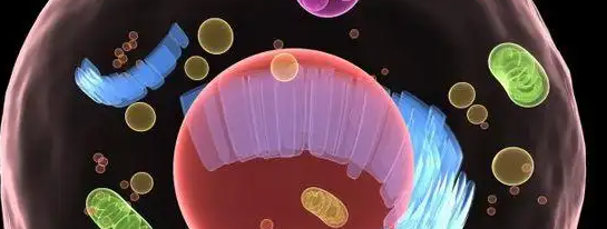 hjc888黄金城--手机版app官网