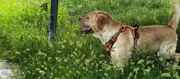 hjc888黄金城--手机版app官网