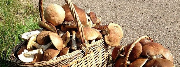 hjc888黄金城--手机版app官网