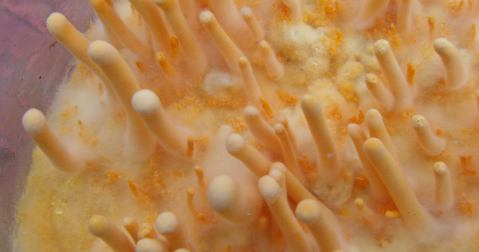 hjc888黄金城--手机版app官网