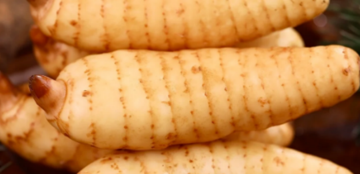 hjc888黄金城--手机版app官网