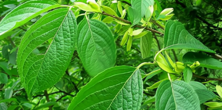 hjc888黄金城--手机版app官网