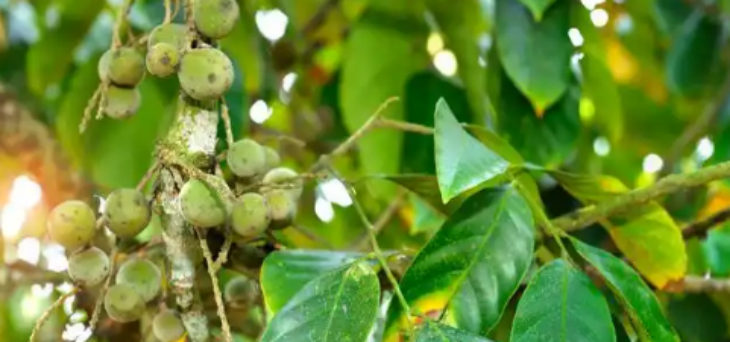 hjc888黄金城--手机版app官网