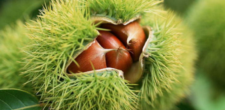 hjc888黄金城--手机版app官网