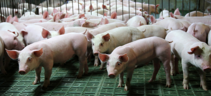 hjc888黄金城--手机版app官网