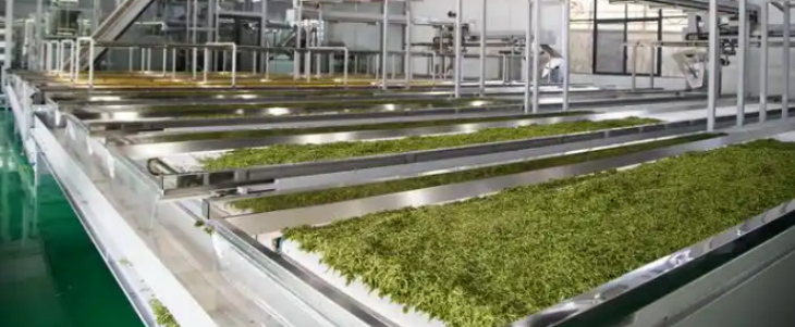 hjc888黄金城--手机版app官网