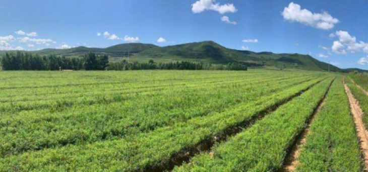 hjc888黄金城--手机版app官网