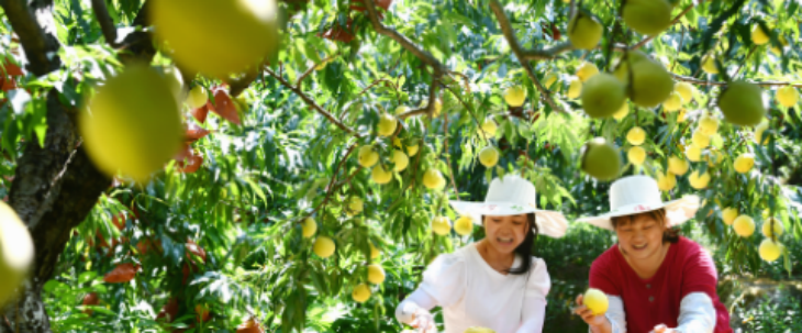 hjc888黄金城--手机版app官网