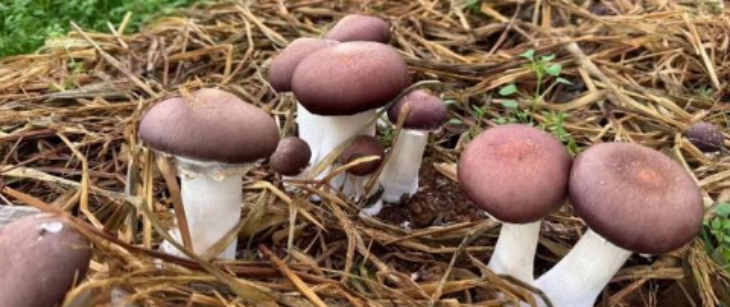 hjc888黄金城--手机版app官网