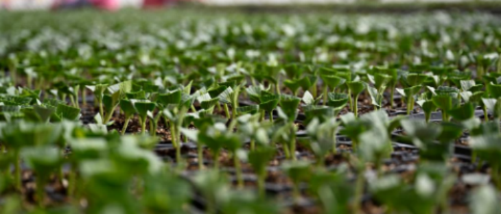 hjc888黄金城--手机版app官网